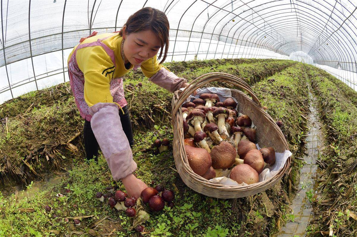 美高梅手游